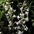 Spike of white flowers