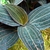 Dark green leaves with pinkish veins.