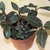 Potted orchid with colorful leaves.