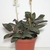Potted orchid with colorful leaves.