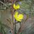 Ludwigia longifolia