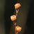Seed Stem