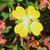 Ludwigia flower
