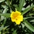 Flower and lanceolate leaves