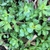Leaves in a rosette