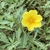 6-petal flower