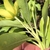 Back of flower, stems with hairs
