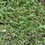 Ludwigia palustris leaves