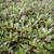 Ludwigia palustris leaves