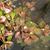 Ludwigia palustris leaves