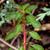 Ludwigia stem