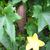 Luffa aegyptiaca