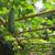 Luffa aegyptiaca