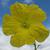 Luffa aegyptiaca