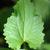 Leaf and stem up close