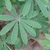 Compound leaf
