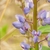 Flowers and stem