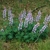 Form in bloom