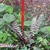 Rosette of banded leaves & erect red bacteate inflorescence.
