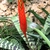 Rosette of banded leaves & erect red bacteate inflorescence.
