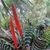 Rosette of banded leaves & erect red bacteate inflorescence.