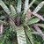Rosette of banded leaves.