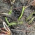 Form with new shoots
