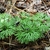 Form - July - Halifax Co., NC