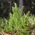Form