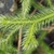 Leaf detqil