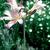 Lycoris squamigera