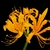 A cluster of yellow flowers