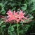 Lycoris radiata