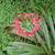 Lycoris radiata