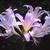 Lycoris squamigera