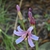 Flower & Buds - Aug. - Wake Co., NC