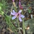 Flowers - Partial Sun/Shade - August - Wake Co., NC