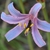 Flowers Closeup - Partial Sun/Shade - August - Wake Co., NC