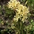 Photo of cluster of pale yellow flowers.