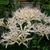White flowers
