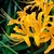 Flowers of L. aurea