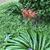 Lycoris radiata