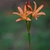 Species with short stamens