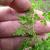 Lygodium japonica