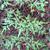 Lygodium japonica