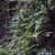 Lygodium japonica