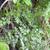 Lygodium japonica