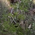Form