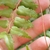 Fertile leaflets