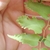 Underside of fertile leaflet